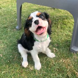 Green - Tri-color male Cavalier King Charles Spaniel puppy in Forney, Texas from Small Town Cavaliers