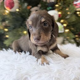 NOEL ready 12.24 - Chocolate and tan female Dachshund puppy in Richmond, Virginia from Irresistible Dachshunds & Cavaliers
