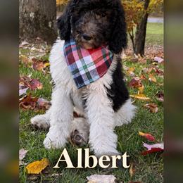 Albert - Black and white male Bernedoodle puppy in Julian, Pennsylvania from Happy Valley Doodles