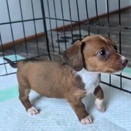 Svetlana - Piebald female Dachshund puppy in Harrison, Arkansas from Dachshunds on the Hill