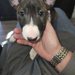 Bull Terrier Puppies from KBs. Bull Terriers