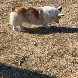 American Corgi, Dachshund, and Pembroke Welsh Corgi Puppies from Seven B Corgis & Doxies