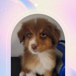 Michael - Red tri-color male Australian Shepherd puppy in Pottstown, Pennsylvania from Daffodil Australian Shepherds