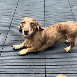 Zero - Dachshund
