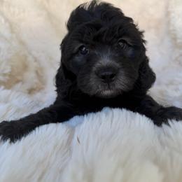 Jasmine - female Australian Mountain Doodle puppy in Fullerton, California from Emerald Creek Doodles