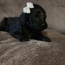 Bernedoodle Puppies from Northern NY Bernedoodles