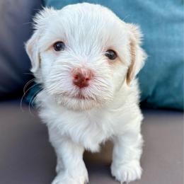 Olaf - White male Havanese puppy in Orlando, Florida from Pixie Dust Havanese