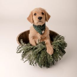 Golden Retriever Puppies from Brinton Goldens