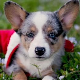 Toga - White merle female Cardigan Welsh Corgi puppy in St. Petersburg, Florida from Katie's Corgis
