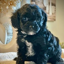 Twinkie - Black female Cockapoo puppy in Palm Beach County, Florida from Benji’s Cockapoos
