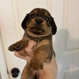 Frappuccino - Red male Dachshund puppy in Conroe, Texas from R&M Dachshunds