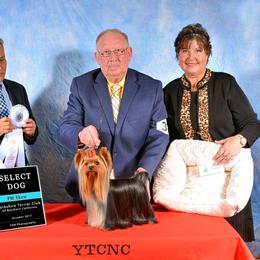 Yorkshire Terrier Puppies from PasTyme Yorkshire Terriers