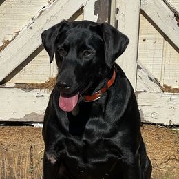Kova - Labrador Retriever