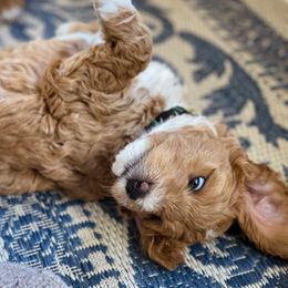 Goldendoodle Puppies from Woodstock Doodles, LLC