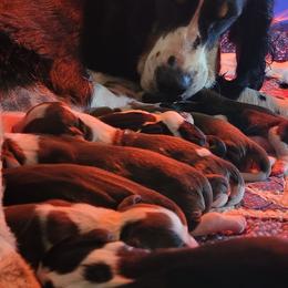 English Springer Spaniel Puppies from IV Springers of California