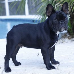 Cane Corso and French Bulldogs from Alasdair