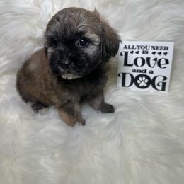 Bentley - Tri-color male Yorkipoo puppy in Apple Valley, California from Boujeepups