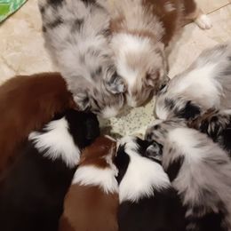Australian Shepherd Puppies from Winsome Aussies