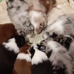 Australian Shepherd Puppies from Winsome Aussies
