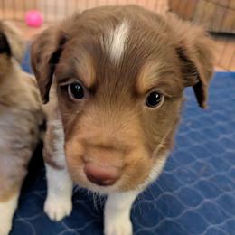 Colby - Red tri-color male Australian Shepherd puppy in Pamplin, Virginia from Hope & Joy Acres
