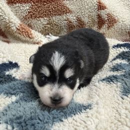 Garland - Black and white male Pomsky puppy in Auburn, Washington from Periwinkle Pomskies