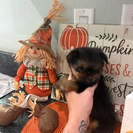 Peanut - Black and gold female Yorkshire Terrier puppy in Citrus Springs, Florida from Lulus toy poodles