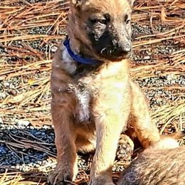 Belgian Laekenois Puppies from Cal Curly Coats Belgian Laekenois