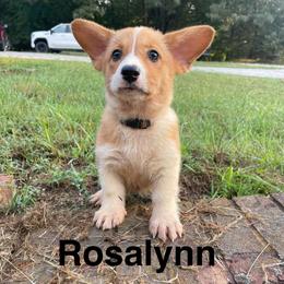 Rosalynn - Red female Pembroke Welsh Corgi puppy in Apison, Tennessee from Ashmore Corgis