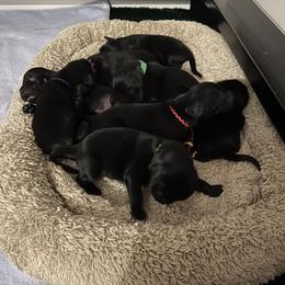 Flat-Coated Retriever Puppies from Haven Flat Coated Retrievers