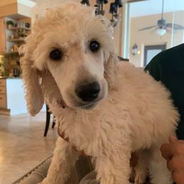 Poodles from Karen Kazma's Poodles