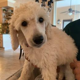 Poodles from Karen Kazma's Poodles