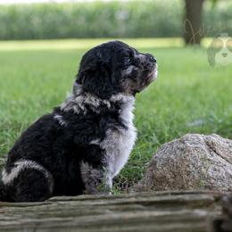 Bob Ross - Merle male Bernedoodle puppy in Eureka, Illinois from Joley Aire Family Dogs