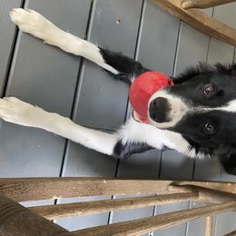 Border Collie All Grown Up from Hatfield Border Collies