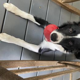 Border Collie All Grown Up from Hatfield Border Collies