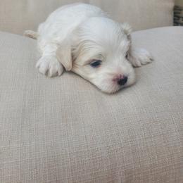 Moses - White male Maltese puppy in Chambersburg, Pennsylvania from Vazquez Maltese