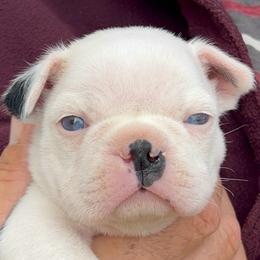 Gingers Boy 2 - Black and white male Boston Terrier puppy in Yakima, Washington from Barnett’s AKC Boston Terriers