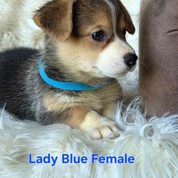 Blue female - Black and tan female Pembroke Welsh Corgi puppy in Wayne City, Illinois from Lash Livestock & Corgis