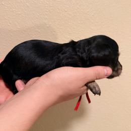 Red - Black and cream male Dachshund puppy in Modesto, California from Once Upon a Mini Dachshund