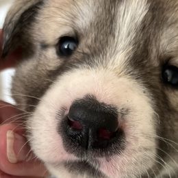 Anatolian Shepherd Dogs from HCW Anatolians
