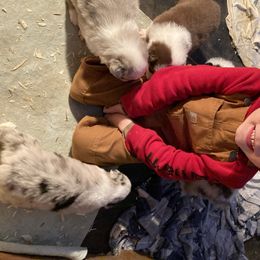 Australian Shepherd Puppies from Soggy Bottom Farms