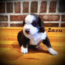 Zazu - Red tri-color male Australian Shepherd puppy in Blythewood, South Carolina from One Tribe Aussies