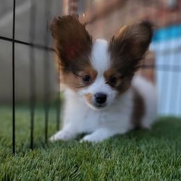 Papillon Puppies from Enchanting Papillons