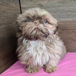Female 2 - Liver female Shih Tzu puppy in Meadows Of Dan, Virginia from Walt’s Shih Tzus
