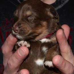Pink - Red tri-color female Australian Shepherd puppy in Bloomfield, New York from Wayward Trails Kennel