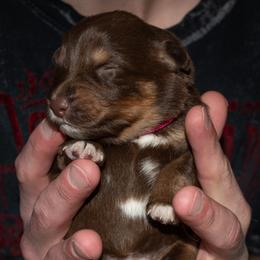 Pink - Red tri-color female Australian Shepherd puppy in Bloomfield, New York from Wayward Trails Kennel