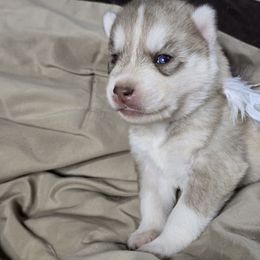 Girl 1 - Red and white female Siberian Husky puppy in Kansas City, Missouri from Anuun's Huskies