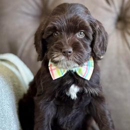 Dark chocolate - Chocolate male Australian Labradoodle puppy in Anderson, California from Shaggy Doodles