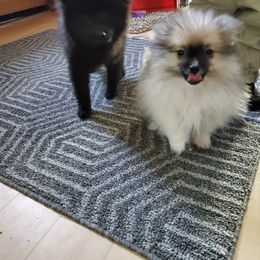 Pomeranian and Sheepadoodle Puppies from Fluffy Wonders Poms and Doodles