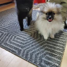 Pomeranian and Sheepadoodle Puppies from Fluffy Wonders Poms and Doodles