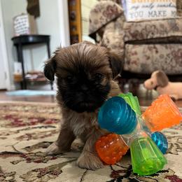 Red Male 2 - Red male Shih Tzu puppy in Boaz, Alabama from Furever Family